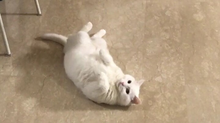 Why did the aloof Dami suddenly collapse and act cute? Why did the playful kitten Dami suddenly beco