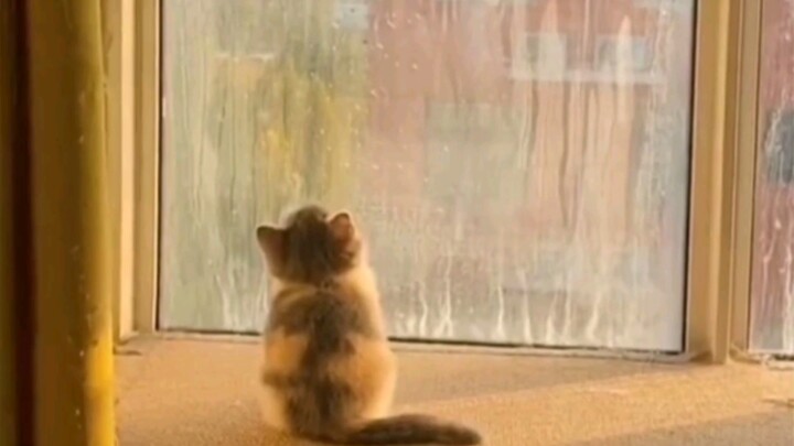 “Kucing kecil benar-benar level tertinggi kelucuan bayi!”