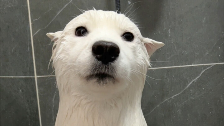 เมื่อสุนัขซาโสมีที่น่ารักหมดขนฟูไป จะกลายเป็นแบบไหนนะ?