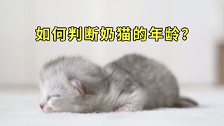 捡到小奶猫如何判断年龄？从零开始养猫01