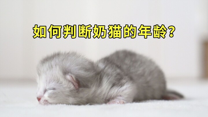 捡到小奶猫如何判断年龄？从零开始养猫01