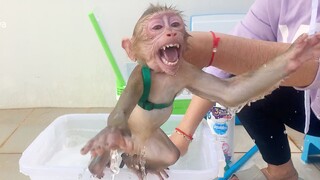 Routine Lovely Baby Monkey Maya Take The Bath Early Morning, Maya So Scare Water