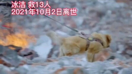 สุนัขกู้ภัยผู้กล้าหาญ ทุกครั้งหลังปฏิบัติหน้าที่อย่างไม่หยุดพักเป็นเวลาหลายวัน ร่างกายของพวกมันเต็มไ