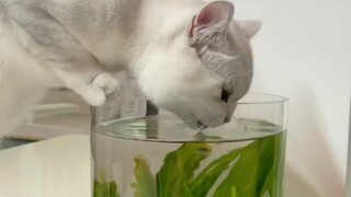 Begitulah, aku bilang ikan ini kok semakin lama semakin sedikit