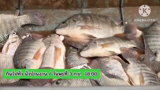 กินไปทั่ว มั่วบ้านงาน พบกับรวมความสนุกกับ 2 เทศกาลงานจับปลา วันพุธที่ 3 ก.ย. เวลา 18.00 น.