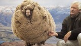 The "most spineless" sheep drags 50 pounds of wool and begs its owner to shear it after running away