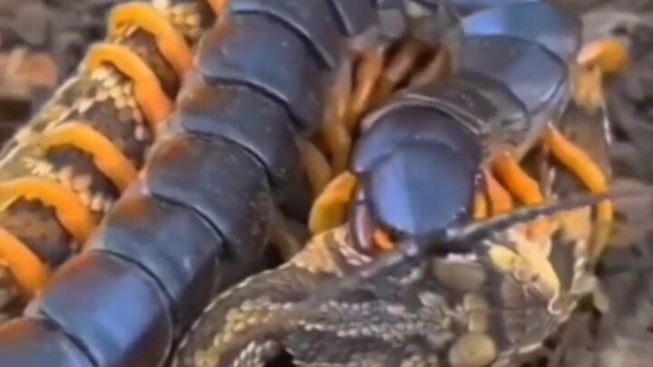 ตะขาบกินงู รุ่นปรับปรุง