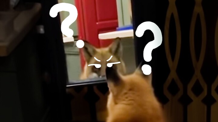 The Little Fox's First Time Looking in the Mirror
