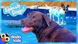 Can Splash Dogs Conquer The Pool And The Ocean? | Dodo Kids