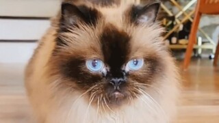 Rescue cat makes sweetest sounds for mom