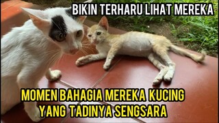Momen Bahagia Saat Anak kucing Jalanan Di Mandikan Di Basecamp Cats Lovers Tv..!