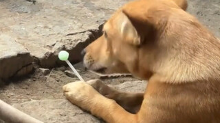 Even puppies love candy