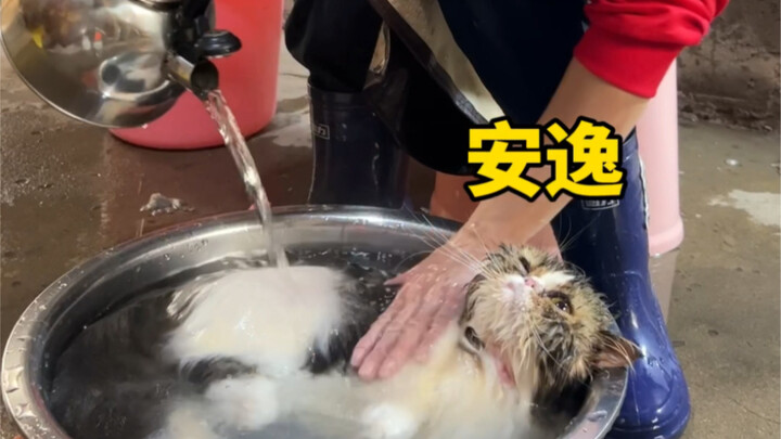 Listen to me...I'm really just washing the cat...