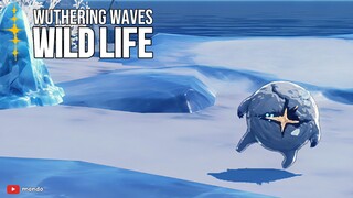 Echo Wild Life Documentary | G05-Clang Bang | Wuthering Waves