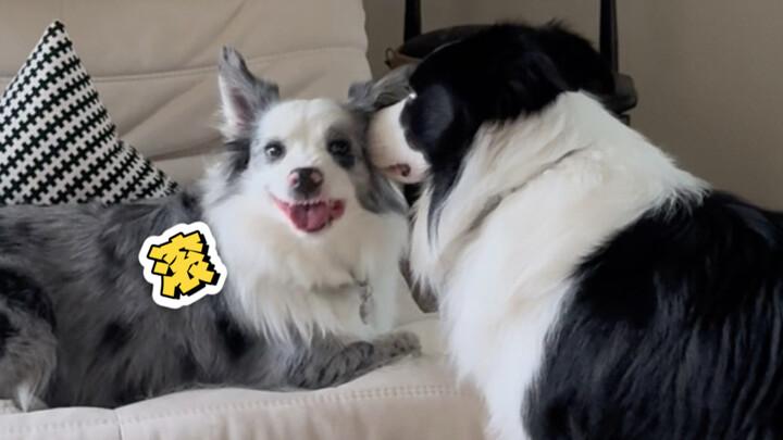VLOG Anak Anjing | Seru Main di Bawah Hujan + Kencan di Rumah Bareng Sahabat Masa Kecil