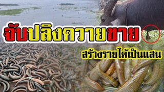 หาจับปลิงขาย | สร้างรายได้เป็นแสน |