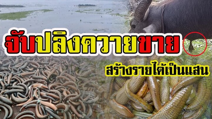 หาจับปลิงขาย | สร้างรายได้เป็นแสน |