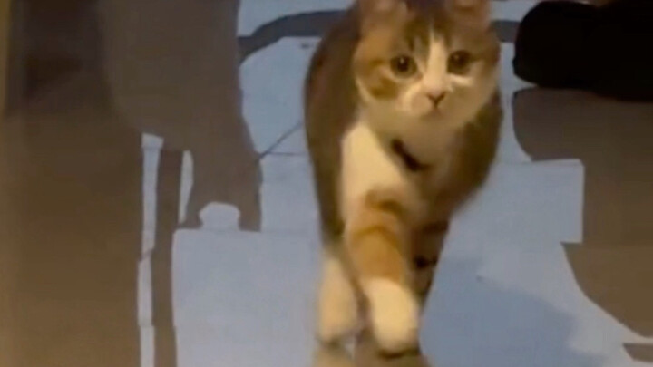 Nó tí tách tí tách chạy về phía tôi.