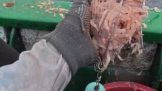 هل صيد السمك صعب؟