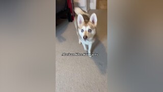 How many klee kai in the world? Let us know if you guessed right? learnontiktok