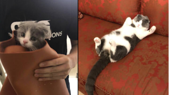 Perbandingan yang memilukan antara anak kucing berusia dua bulan dan saat berumur satu tahun