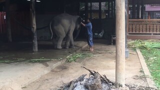 เวลาพ่อไม่อยู่ปฏิกิริยาน้ำเพชรจะเป็นอย่างไรไปชมกันครับ😱