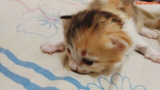 kucing uweng saat masih kecil bayi kucing yang lucu