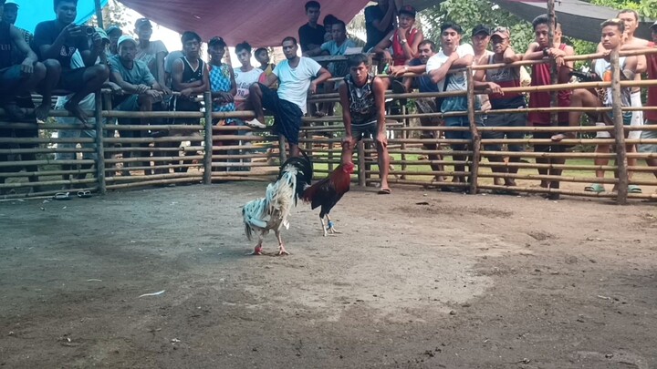 Fiesta Liguan Lose