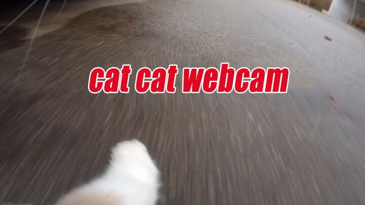 [Mèo cưng] Đeo máy quay cho mèo xem chúng chơi đùa bên chủ