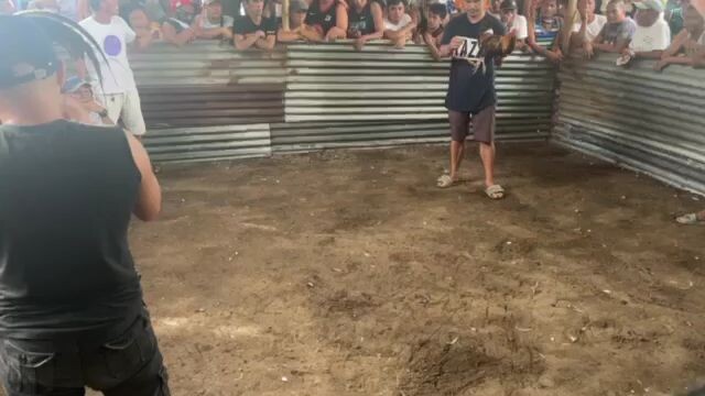 fiesta..sayang talo manok Ng pinsan ko talisayin Ganda Ng laban.