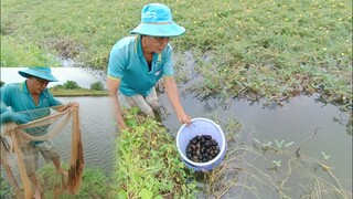 Tư ra đồng bắt ốc và hướng dẫn cách chài cá
