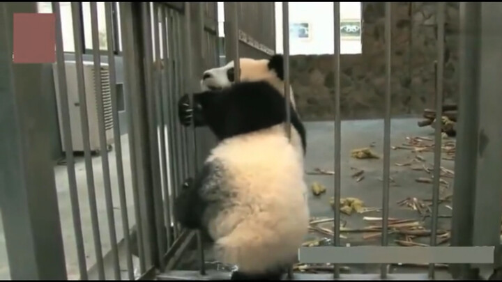 这下尴尬了，熊猫为喝盆盆奶着急越狱！结果头被卡住了