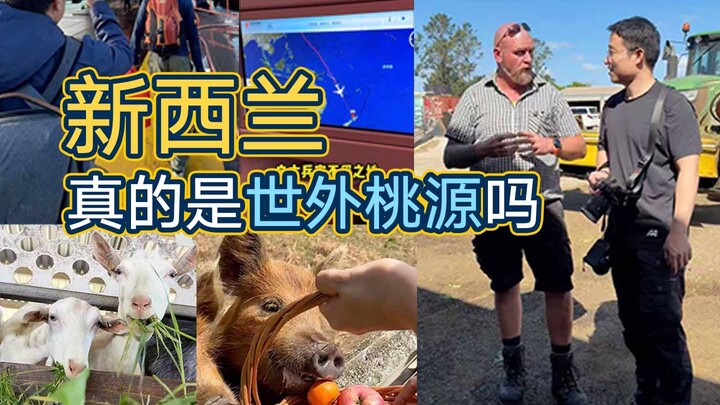 Kesan tentang Selandia Baru: Damai tanpa perselisihan, bahkan hewan-hewannya pun mulai mengalami kem