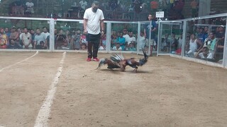 3rd fight 3hits timbangan Tubao L.U -Win