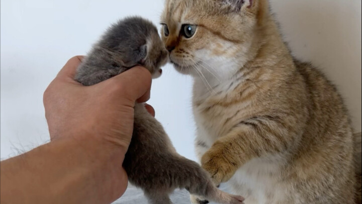 Chẳng ngờ là Xiao Ber Lou lại thích nó!