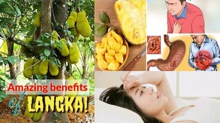 KAMANGHA-MANGHA PALA ANG PUNONG LANGKA DAHIL SA MGA SAKIT NA KAYA NITONG LUNASAN | Tenrou21