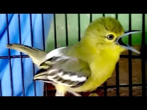 Burung Cipo Gacor Gak Mau diam Buat Master