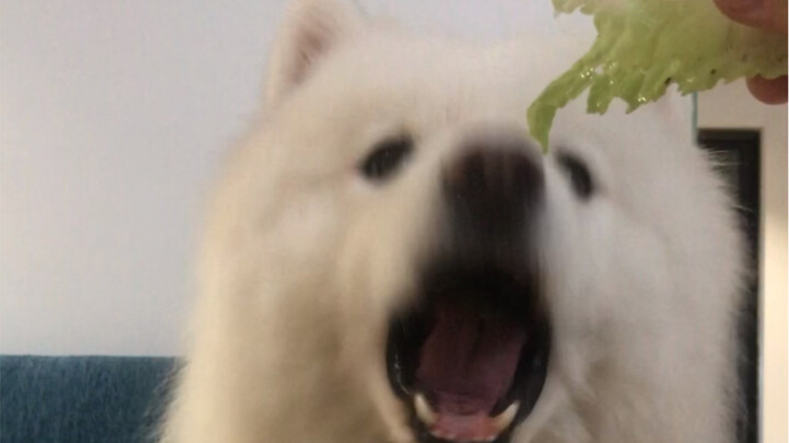 Samoyed itu sama seperti beternak sapi, harus diberi pakan yang sama.