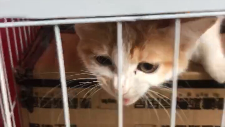 เมื่อก่อนลูกแมวตัวนี้ถูกทิ้งไว้หน้าบ้านกับแมวตัวอื่น ท้องมันใหญ่มากจนพวกเราเป็นห่วงกันสุดๆ หลังแยกกั