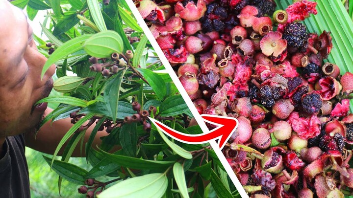 Survival Skills | Memetik dan Makan Buah Senggani. Buah Liar Hutan Tropis yang manis.