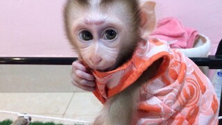 Fun Time for Baby monkey