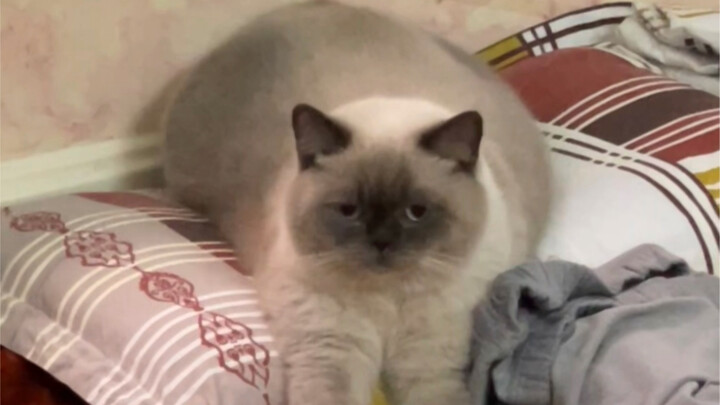 Đối với những chú mèo xã giao giỏi, sự lo lắng của tôi thật là thừa thãi…