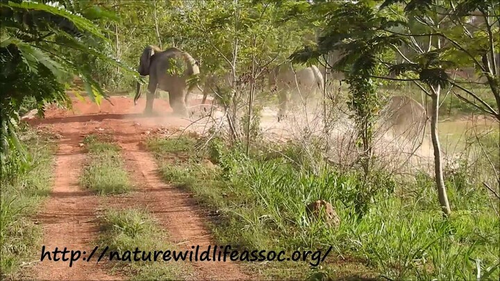 herd in rush ,escaping from males