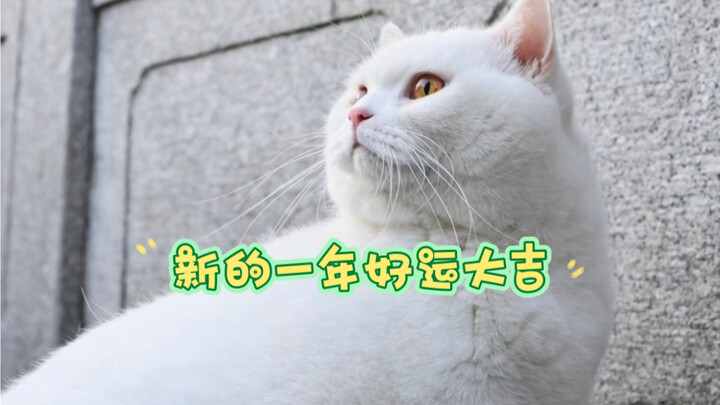 Lagi scroll dan nemu kucing keberuntungan—keberuntunganmu sebentar lagi datang! Ayo cepetan tinggali