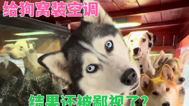 It’s hot—so I installed air con for the dogs, but they actually looked down on me?