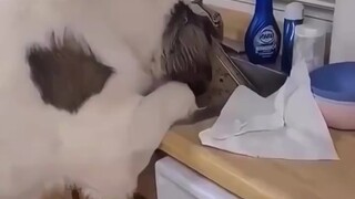 臭宝你可真是大馋狗！！！