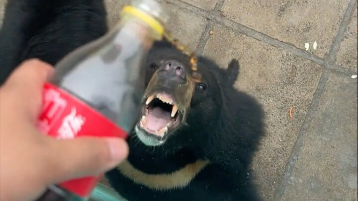 Bear: This foreign water is really awesome.