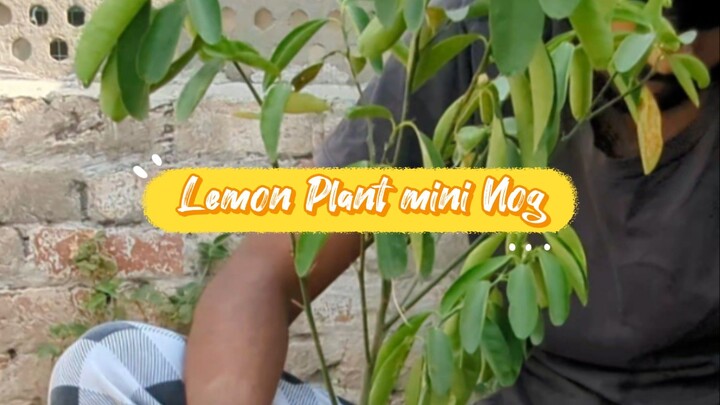 Repotting a lemon plant.. Pakistan mini vlog