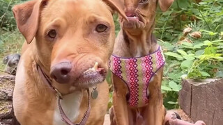Bomb-disposal dogs: Their disfigured faces inspire deep respect