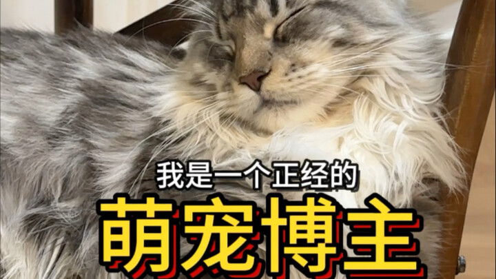 Mong mọi người thích mèo và chó của mình!